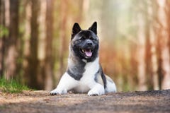 Perro de Akita del americano que presenta en el bosque foto de archivo Perro de Akita del americano que presenta en el bosque foto de archivo