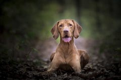 Perro de caza húngaro en tiempo del otoño fotografía de archivo libre de regalías Perro de caza húngaro en tiempo del otoño fotografía de archivo libre de regalías