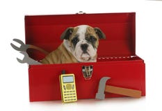 Perro de funcionamiento foto de archivo libre de regalías Perro de funcionamiento foto de archivo libre de regalías