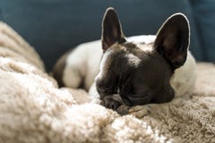 Perro de la raza del dogo francés que pone encima de una manta de pelo largo beige imagen de archivo libre de regalías Perro de la raza del dogo francés que pone encima de una manta de pelo largo beige imagen de archivo libre de regalías