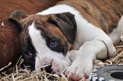 Perro de perrito solo triste del boxeador que pone en la hierba que sueña con hogar del forever fotos de archivo libres de regalías Perro de perrito solo triste del boxeador que pone en la hierba que sueña con hogar del forever fotos de archivo libres de regalías