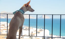 Perro de Podenco que mira paisaje imagen de archivo Perro de Podenco que mira paisaje imagen de archivo