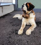 Perro de St Bernard con el barril icónico St Bernard es una raza del perro de trabajo muy grande de las montañas occidentales Eur fotos de archivo Perro de St Bernard con el barril icónico St Bernard es una raza del perro de trabajo muy grande de las montañas occidentales Eur fotos de archivo