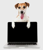 Perro del administrador de oficinas con el ordenador portátil negro de la pantalla imagen de archivo Perro del administrador de oficinas con el ordenador portátil negro de la pantalla imagen de archivo