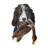 Perro del perro de aguas de saltador inglés ilustración del vector Perro del perro de aguas de saltador inglés ilustración del vector