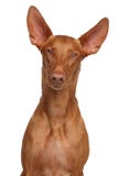 Perro del faraón imagen de archivo libre de regalías Perro del faraón imagen de archivo libre de regalías