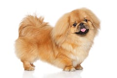 Perro del pekinés en soporte imagen de archivo Perro del pekinés en soporte imagen de archivo