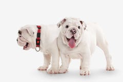 Perro Dos perritos ingleses del dogo en el fondo blanco imágenes de archivo libres de regalías Perro Dos perritos ingleses del dogo en el fondo blanco imágenes de archivo libres de regalías