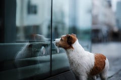 Perro en ciudad en la lluvia Jack Russell Terrier en Europa fotos de archivo Perro en ciudad en la lluvia Jack Russell Terrier en Europa fotos de archivo