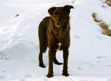 Perro en nieve del invierno fotografía de archivo libre de regalías Perro en nieve del invierno fotografía de archivo libre de regalías