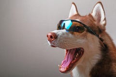 Perro fornido en gafas del esquí fotografía de archivo Perro fornido en gafas del esquí fotografía de archivo