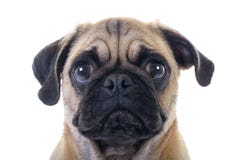 Perro gritador del barro amasado imágenes de archivo libres de regalías Perro gritador del barro amasado imágenes de archivo libres de regalías