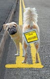 Perro ilegal parqueado en las líneas dobles amarillas que parquean animales domésticos fotos de archivo Perro ilegal parqueado en las líneas dobles amarillas que parquean animales domésticos fotos de archivo