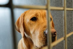 perro incluido imagen de archivo libre de regalías perro incluido imagen de archivo libre de regalías