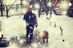 Perro, invierno, nieve, frío, blanco, mujer, forma de vida, hembra, feliz, naturaleza, bosque, forma de vida, joven, animal, dive fotos de archivo Perro, invierno, nieve, frío, blanco, mujer, forma de vida, hembra, feliz, naturaleza, bosque, forma de vida, joven, animal, dive fotos de archivo