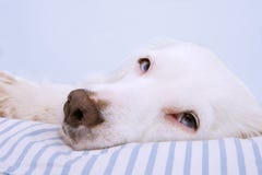 PERRO JOVEN DE TERRIER CON CAER DE LOS OJOS AZULES DORMIDO EN CAMA PELADA CONCEPTO ENFERMO, TRISTE O RELAJANTE imagen de archivo libre de regalías PERRO JOVEN DE TERRIER CON CAER DE LOS OJOS AZULES DORMIDO EN CAMA PELADA CONCEPTO ENFERMO, TRISTE O RELAJANTE imagen de archivo libre de regalías