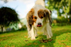 Perro lindo con la lengüeta divertida foto de archivo Perro lindo con la lengüeta divertida foto de archivo