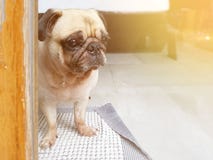Perro lindo del barro amasado del perrito que sienta y que mira la puerta de los throughs para esperar imágenes de archivo libres de regalías Perro lindo del barro amasado del perrito que sienta y que mira la puerta de los throughs para esperar imágenes de archivo libres de regalías