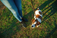 Perro lindo que juega cerca de las piernas de la mujer imagen de archivo libre de regalías Perro lindo que juega cerca de las piernas de la mujer imagen de archivo libre de regalías
