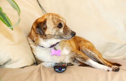 Perro lindo que ve la TV con teledirigido Foto de archivo libre de regalías Perro lindo que ve la TV con teledirigido Foto de archivo libre de regalías