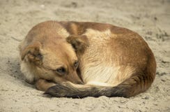 Perro marrón congelado de los desamparados un pequeño con una etiqueta en su oído se encrespó para arriba en la arena mojada fría fotos de archivo Perro marrón congelado de los desamparados un pequeño con una etiqueta en su oído se encrespó para arriba en la arena mojada fría fotos de archivo