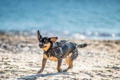 Perro mojado que sacude el agua apagado foto de archivo libre de regalías Perro mojado que sacude el agua apagado foto de archivo libre de regalías