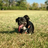 Perro negro con la lengua que holgazanea hacia fuera imagen de archivo libre de regalías Perro negro con la lengua que holgazanea hacia fuera imagen de archivo libre de regalías