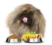 Perro peludo que sienta con los cuencos de comida para gatos y de verduras secas Aislado Fotografía de archivo libre de regalías Perro peludo que sienta con los cuencos de comida para gatos y de verduras secas Aislado Fotografía de archivo libre de regalías