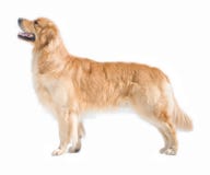 Perro perdiguero de oro fotografía de archivo libre de regalías Perro perdiguero de oro fotografía de archivo libre de regalías