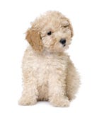 Perro: perrito del caniche de juguete del albaricoque (10 semanas de viejo) imagen de archivo libre de regalías Perro: perrito del caniche de juguete del albaricoque (10 semanas de viejo) imagen de archivo libre de regalías