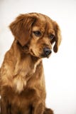 Perro Perros pets pet mamífero Mammalia Animal criador bloodhound Perro de la momia barker Descortezamiento del perro foto de archivo Perro Perros pets pet mamífero Mammalia Animal criador bloodhound Perro de la momia barker Descortezamiento del perro foto de archivo