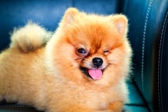 Perro pomeranian lindo que coloca en el sofá de cuero con un guiño del ojo Imagenes de archivo Perro pomeranian lindo que coloca en el sofá de cuero con un guiño del ojo Imagenes de archivo