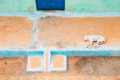 Perro que duerme y que descansa en jardín imagenes de archivo Perro que duerme y que descansa en jardín imagenes de archivo