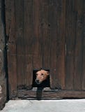 Perro que empuja su cabeza a través de un agujero imagenes de archivo Perro que empuja su cabeza a través de un agujero imagenes de archivo