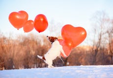 Perro que juega con muchos balones de aire en el día agradable de febrero como concepto del día de fiesta del día de tarjeta del foto de archivo libre de regalías Perro que juega con muchos balones de aire en el día agradable de febrero como concepto del día de fiesta del día de tarjeta del foto de archivo libre de regalías