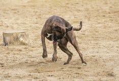 Perro que juega en la arena imagenes de archivo Perro que juega en la arena imagenes de archivo
