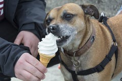 Perro que lame el helado foto de archivo libre de regalías Perro que lame el helado foto de archivo libre de regalías