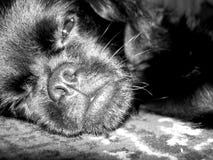 Perro soñoliento foto de archivo Perro soñoliento foto de archivo