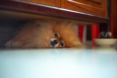 Perro soñoliento de Pomeranian del retrato que miente en el piso y que mira foto de archivo Perro soñoliento de Pomeranian del retrato que miente en el piso y que mira foto de archivo