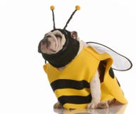Perro vestido encima como de abeja fotos de archivo Perro vestido encima como de abeja fotos de archivo
