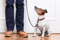 Perro y dueño Perro y dueño
