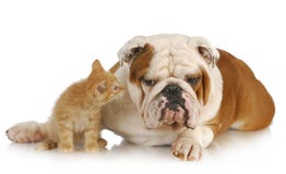Perro y gato Perro y gato