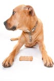 Perro y hueso imagen de archivo libre de regalías Perro y hueso imagen de archivo libre de regalías