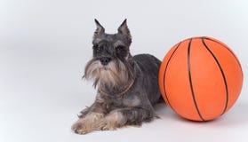 Perro y una bola del baloncesto fotos de archivo libres de regalías Perro y una bola del baloncesto fotos de archivo libres de regalías
