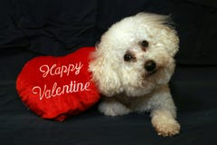 Perros 1 de la tarjeta del día de San Valentín foto de archivo libre de regalías Perros 1 de la tarjeta del día de San Valentín foto de archivo libre de regalías