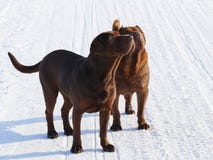 Perros de Brown imágenes de archivo libres de regalías Perros de Brown imágenes de archivo libres de regalías