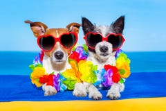 Perros de la luna de miel del verano en amor imagen de archivo libre de regalías Perros de la luna de miel del verano en amor imagen de archivo libre de regalías