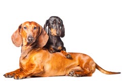 Perros del Dachshund que presentan en fondo blanco aislado fotografía de archivo Perros del Dachshund que presentan en fondo blanco aislado fotografía de archivo