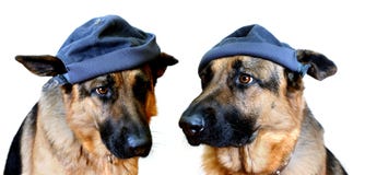 Perros en casquillos Perros en casquillos