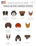 Perros en los Estados Unidos Razas americanas del perro Temporeros de Infographic Imagen de archivo libre de regalías Perros en los Estados Unidos Razas americanas del perro Temporeros de Infographic Imagen de archivo libre de regalías